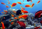 Foto Viaggi Natale Mar Rosso